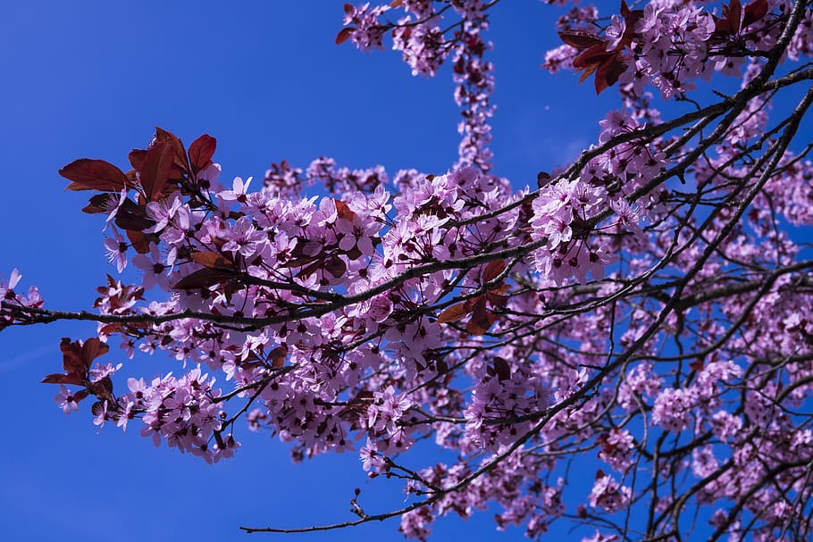 Japanese Cherry, Flowers, Pink, Spring, cherry blossom, close HD wallpaper