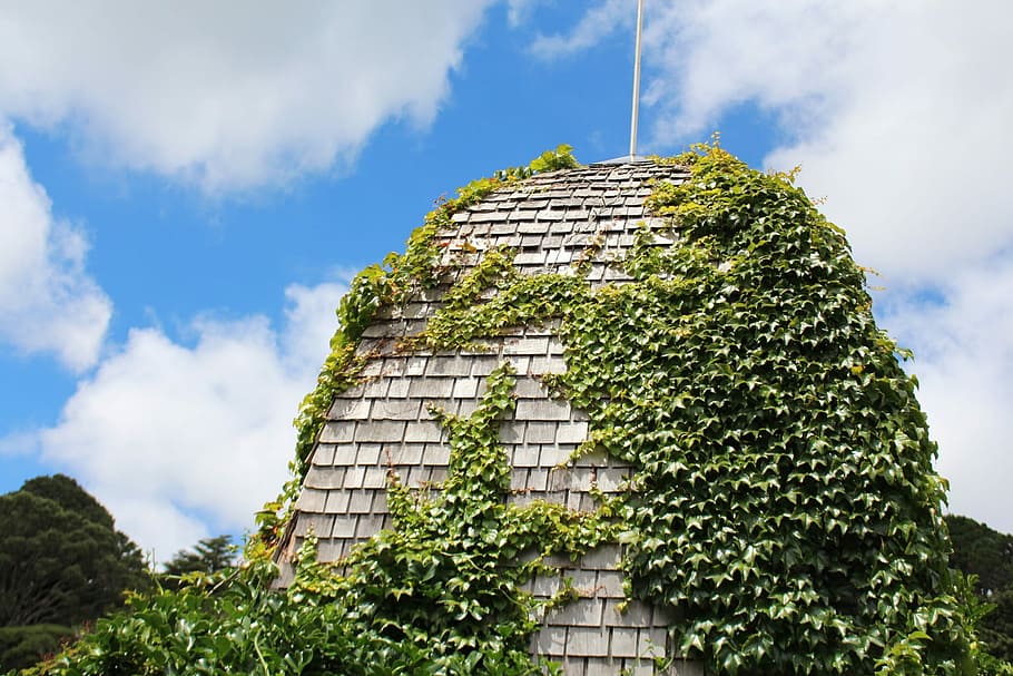 Structure, Bricks, Ivy, Architecture, wall, ancient, old, nature HD wallpaper