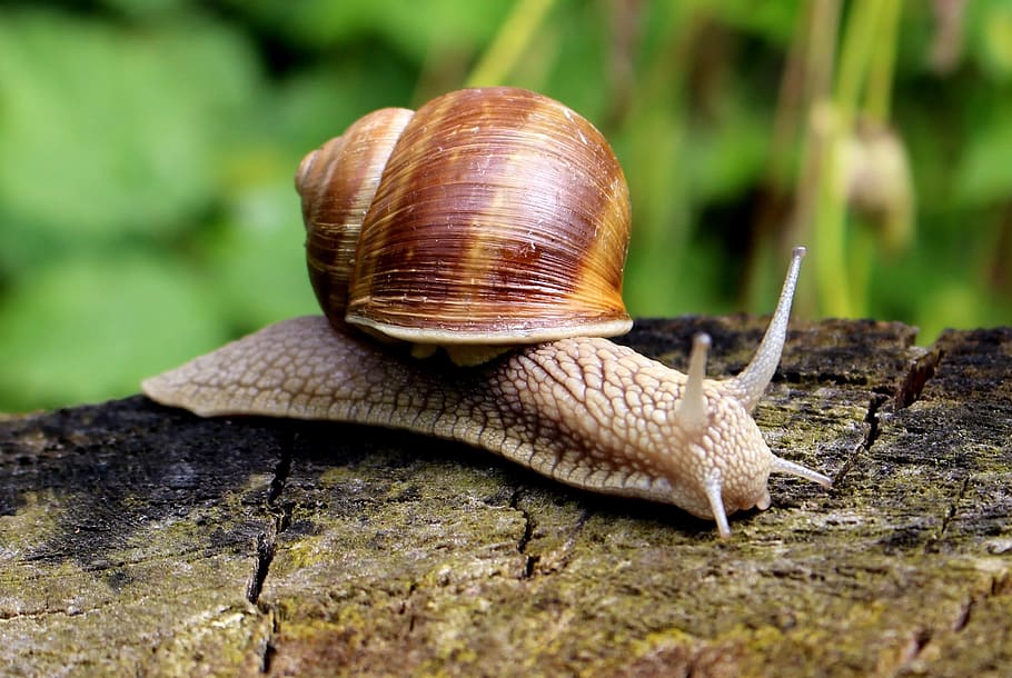 close-up photo of brown snail on wood, shell, mucus, slowly HD wallpaper