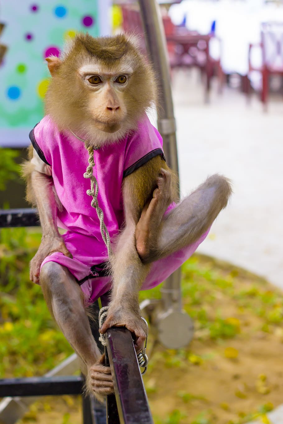 pet monkey, foot, true, gas, action, squeeze, home, page, write