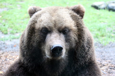 bear, brown bear, nature, animals, teddy, forest, zoo, mammals HD wallpaper