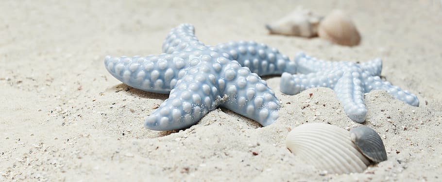 blue star fish on white sand, starfish, mussels, porcelain, porcelain starfish, HD wallpaper