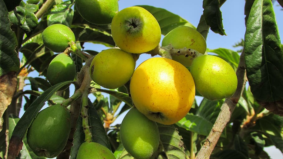 medlar, fruit, tree, nespoli, cyprus, food, freshness, agriculture HD wallpaper