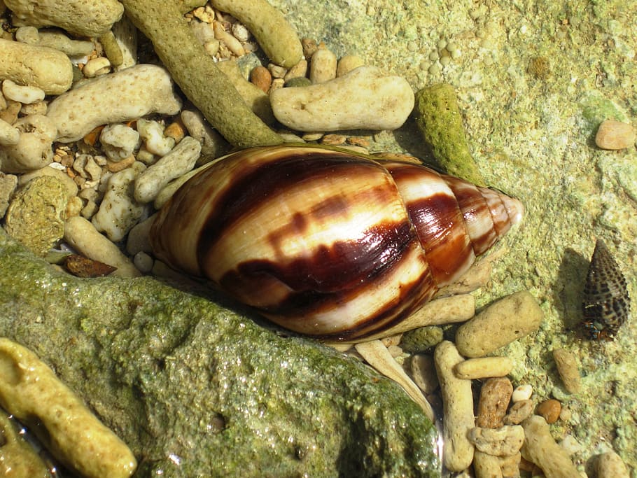 shell, sea, beach, animal wildlife, rock, solid, rock - object HD wallpaper