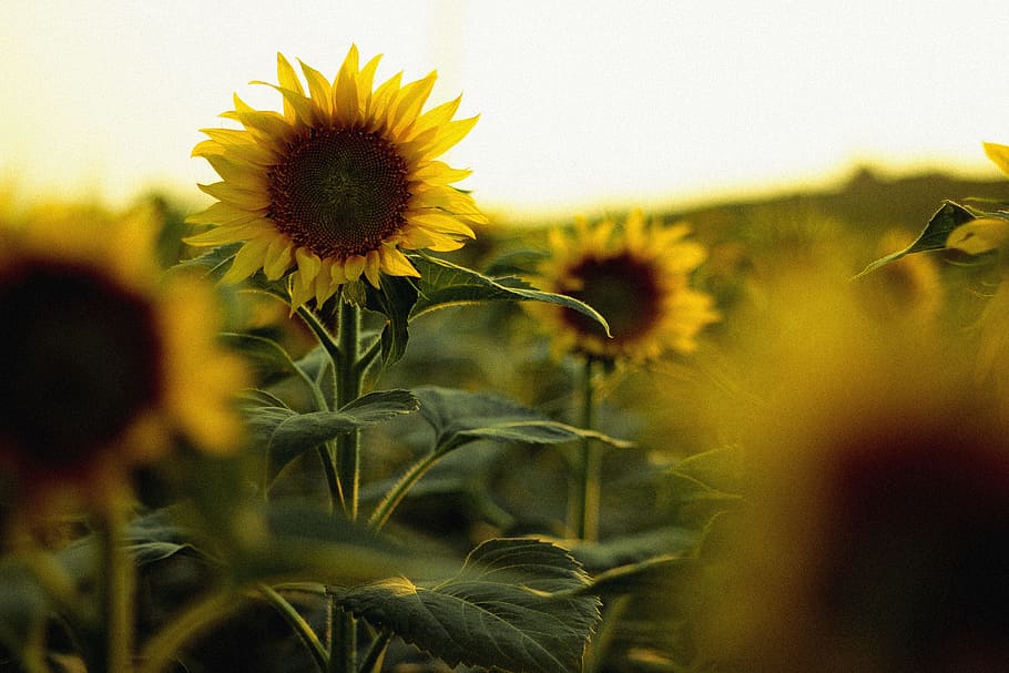 macro photography of sunflower, focus photo of sunflower, nature HD wallpaper