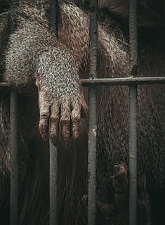 brown animal in black cage, brown ape behind grey bars, fur, zoo HD wallpaper