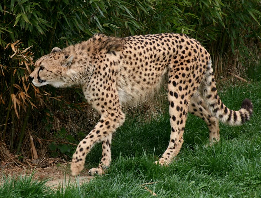 animal alley cheetah