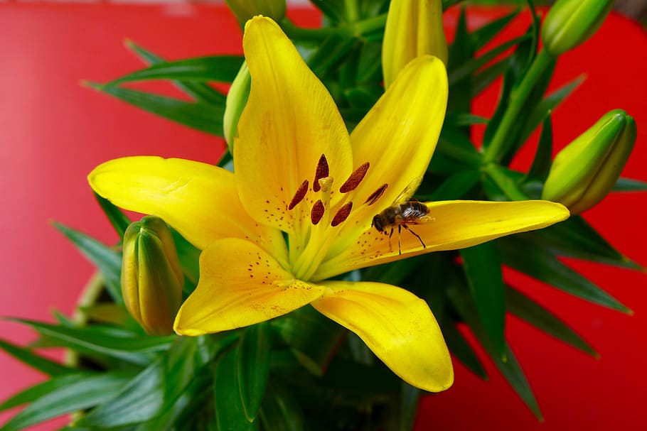 flower, lily, bee, yellow, red, flowering plant, insect, invertebrate HD wallpaper