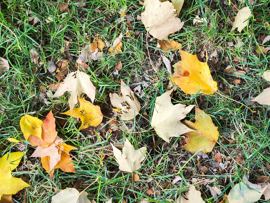 yellow maple leaves, dried, ground, daytime, grass, leaf, fall HD wallpaper