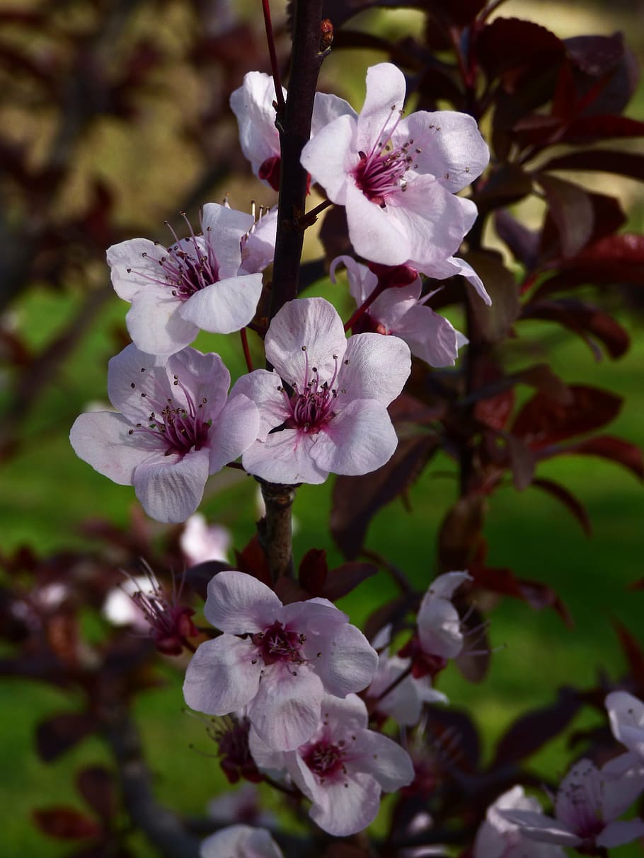 flower, plum, tree, spring, blossom, branch, pink, flowering plant HD wallpaper