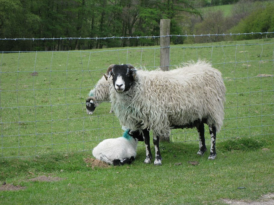 sheep, lamb, animals, farm, domestic, outdoor, farm animals HD wallpaper