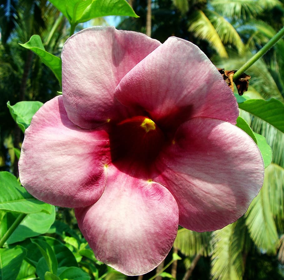 Allamanda, Flower, Purple, Karwar, karnataka, india, nature, HD wallpaper