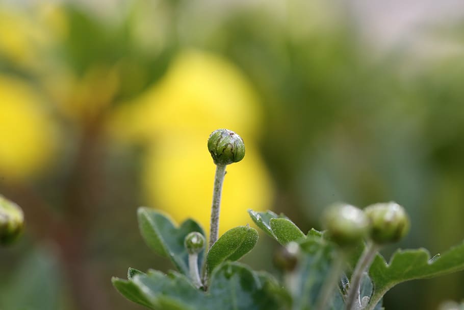 nature, spring, flowers, plant, green color, growth, close-up HD wallpaper