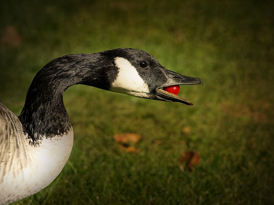 Goose, Bird, Grass, Waterbird, natural, park, animal themes HD wallpaper