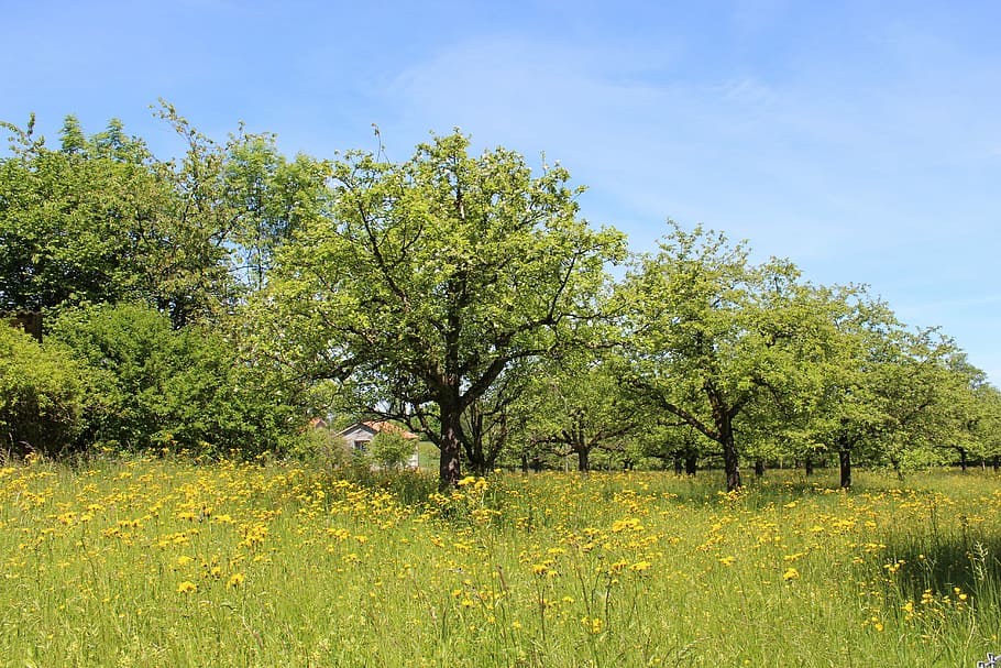 Trees, Meadow, Grass, field, landscape, nature, agriculture HD wallpaper