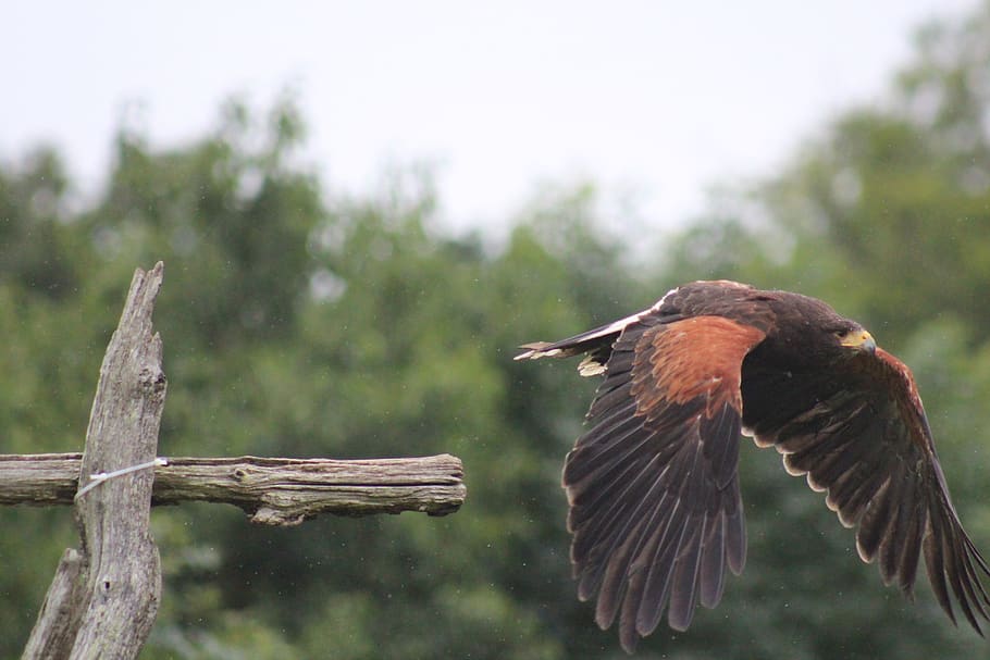 bird, flight, fly, wildlife, wings, hawk, flying, avian, feathers HD wallpaper