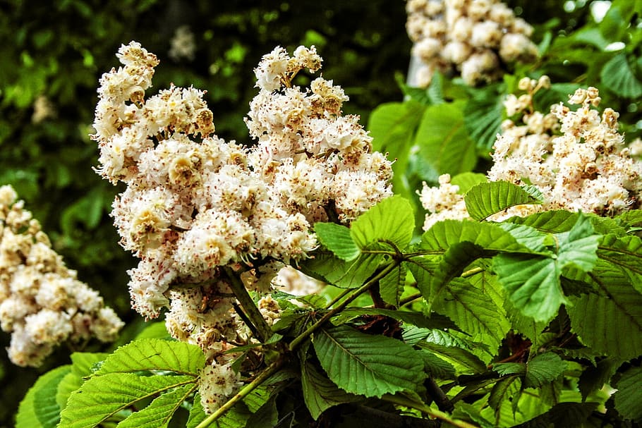 nature, blossom, bloom, spring, chestnut, tree, plant, springtime HD wallpaper