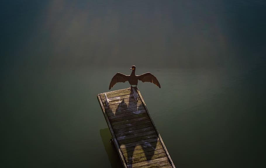 brown bird standing on brown wooden boardwalk, bird at the edge of a pathway HD wallpaper