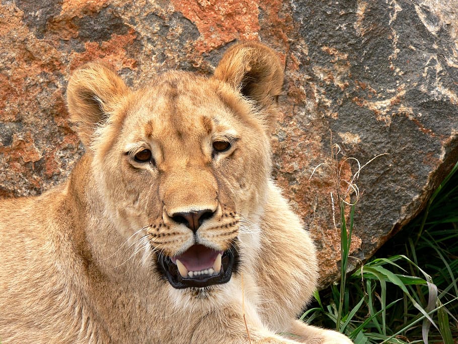 lion, lioness, cat, leo, wild, wildlife, animal, africa, lion - Feline HD wallpaper
