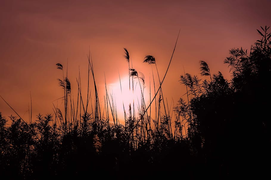 sunset, dusk, landscape, nature, reeds, shadows, afternoon HD wallpaper