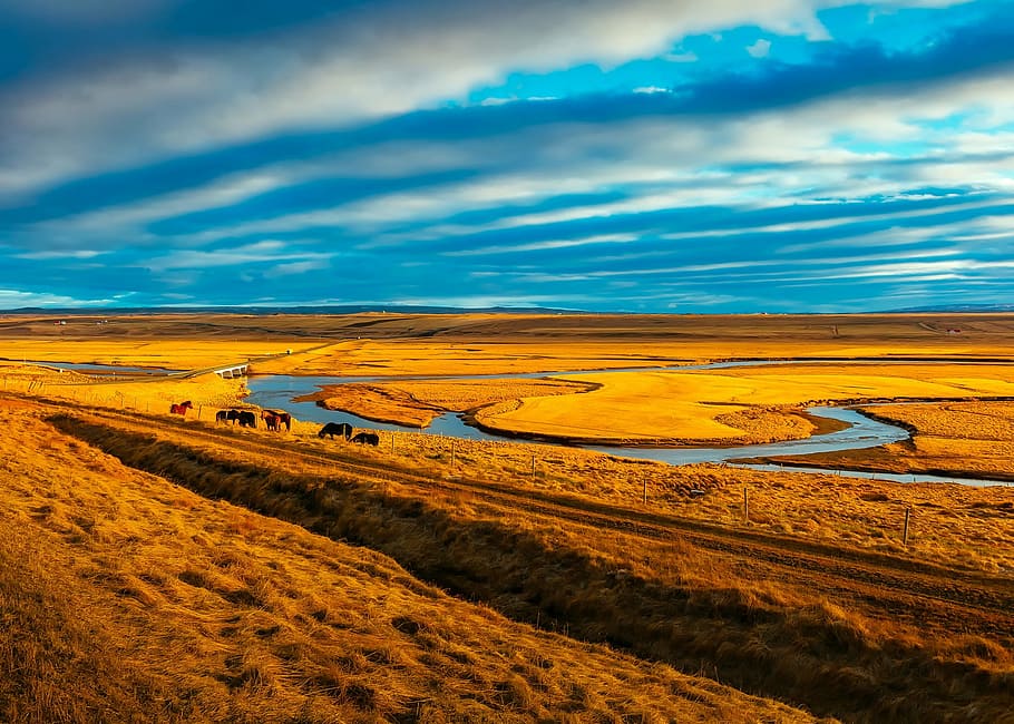 rolling hill, iceland, horses, sky, clouds, landscape, nature HD wallpaper