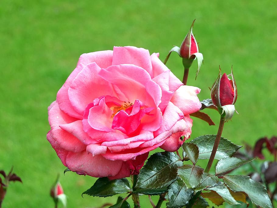 rose, petals, buds, leaves, garden, border, flowerbed, beauty HD wallpaper