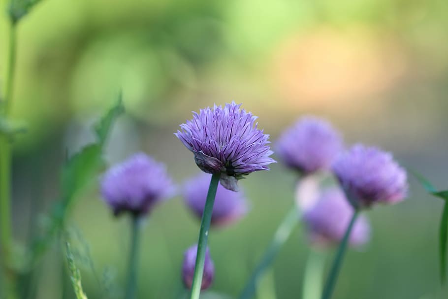 chives, herb, plant, flower, purple, nature, summer, close-up HD wallpaper