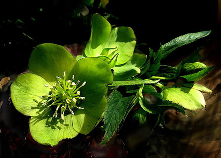 Hellebore, Flower, Green, Spring, helleborus, green leaves HD wallpaper