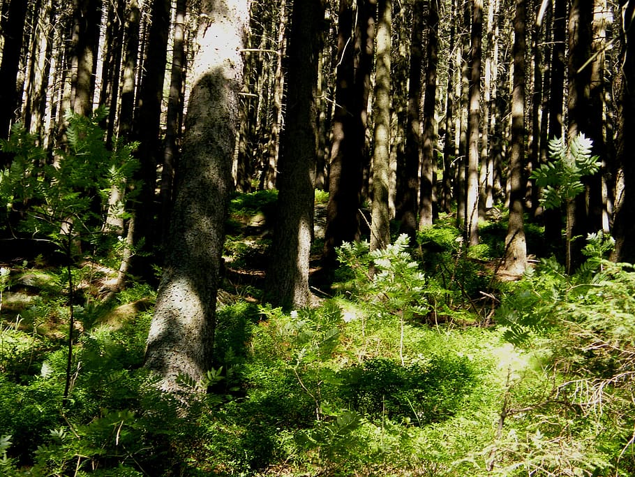 forest, sun, shading, nature, reflected rays, plants, trees HD wallpaper