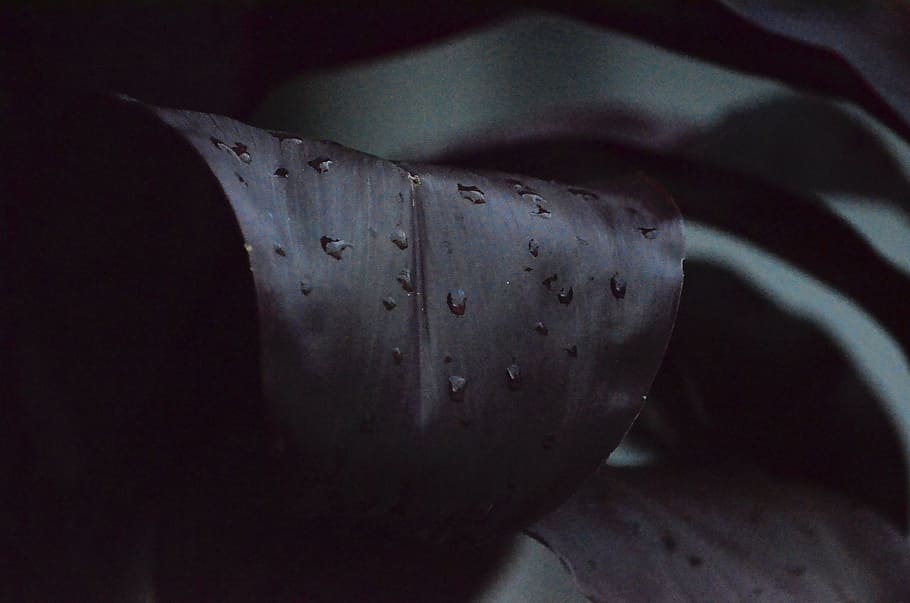leaves, dark, water, drop, plants, close-up, no people, indoors HD wallpaper