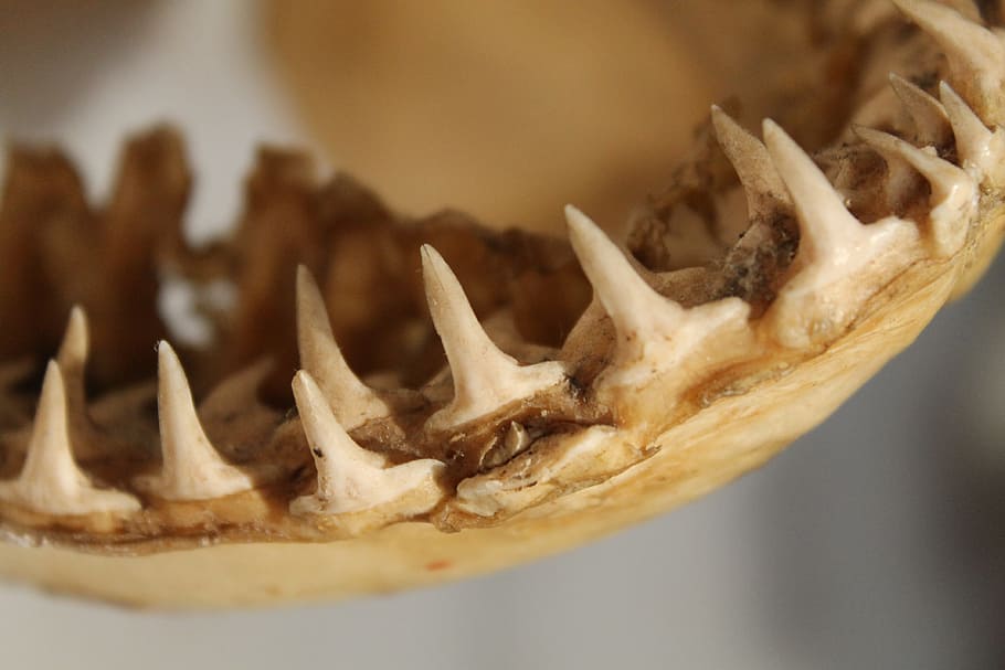 animal tooth skull, shark, jaws, teeth, bones, fish, ocean HD wallpaper