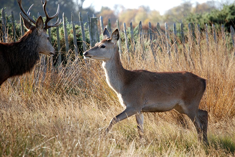 red deer, mammal, cervus elaphus, richmond park, wildlife, hind, HD wallpaper