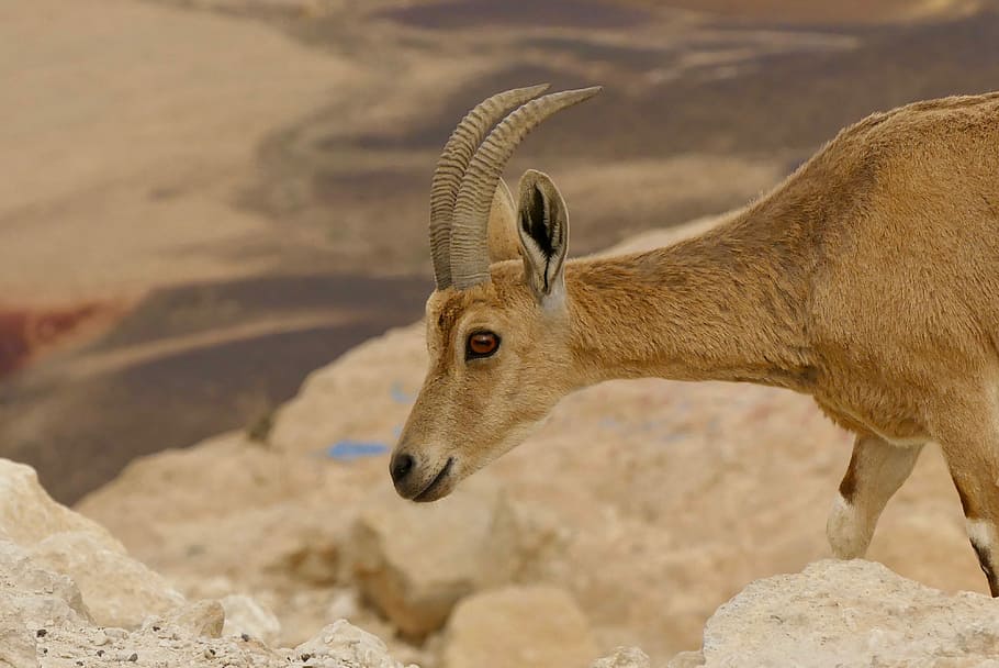 desert, deer, ramon crater, israel, one animal, animal themes, HD wallpaper