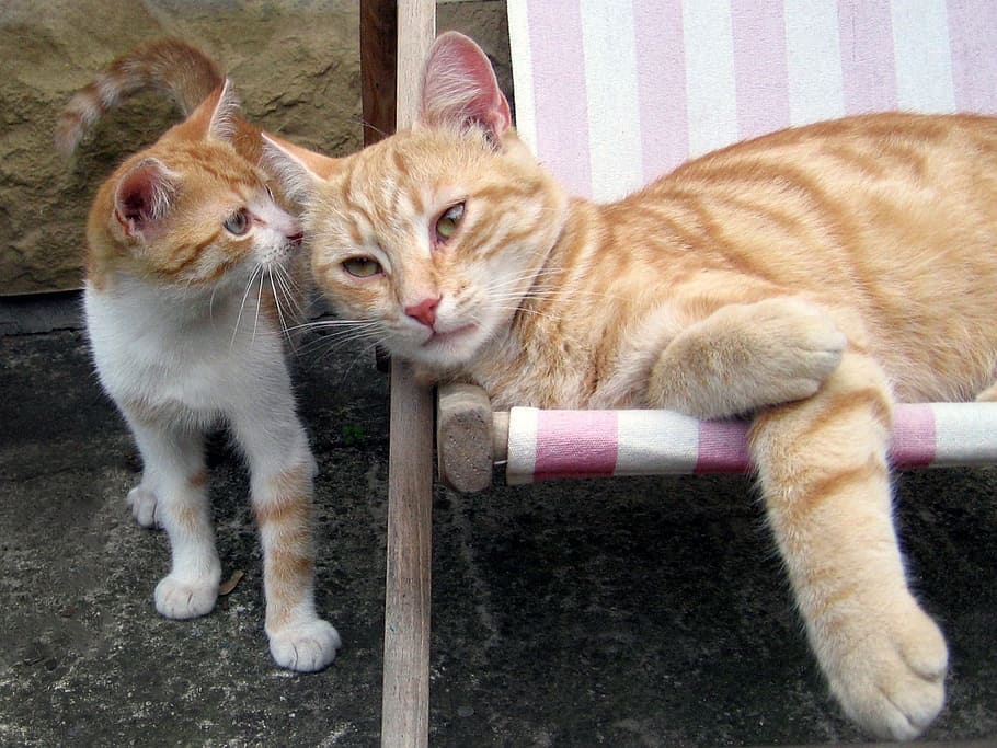 cat, tomcat, kitten, sleep, peace, domestic, pets, mammal, feline HD wallpaper