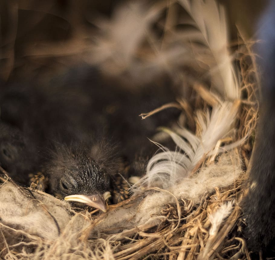 bird, chick, nest, beak, feathers, volatile, animals, chicks HD wallpaper