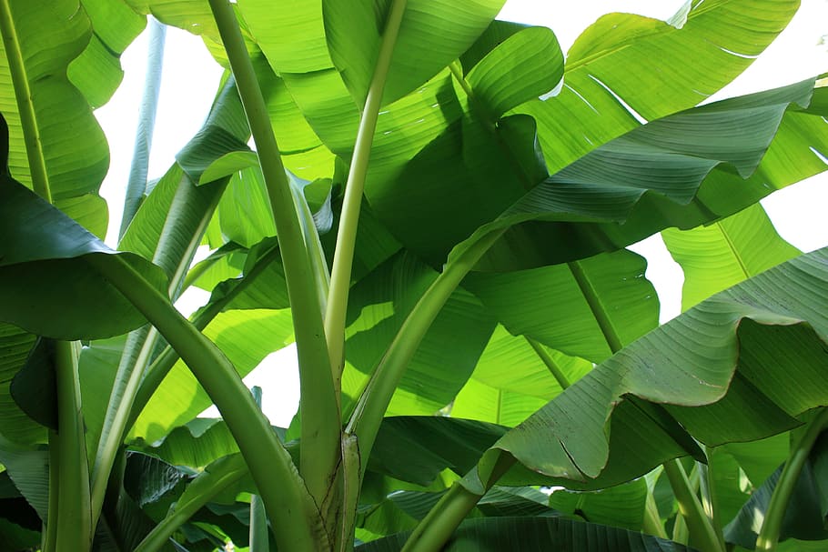 closeup photo of green banana leaf plant, Banana Shrub, Green, Banana