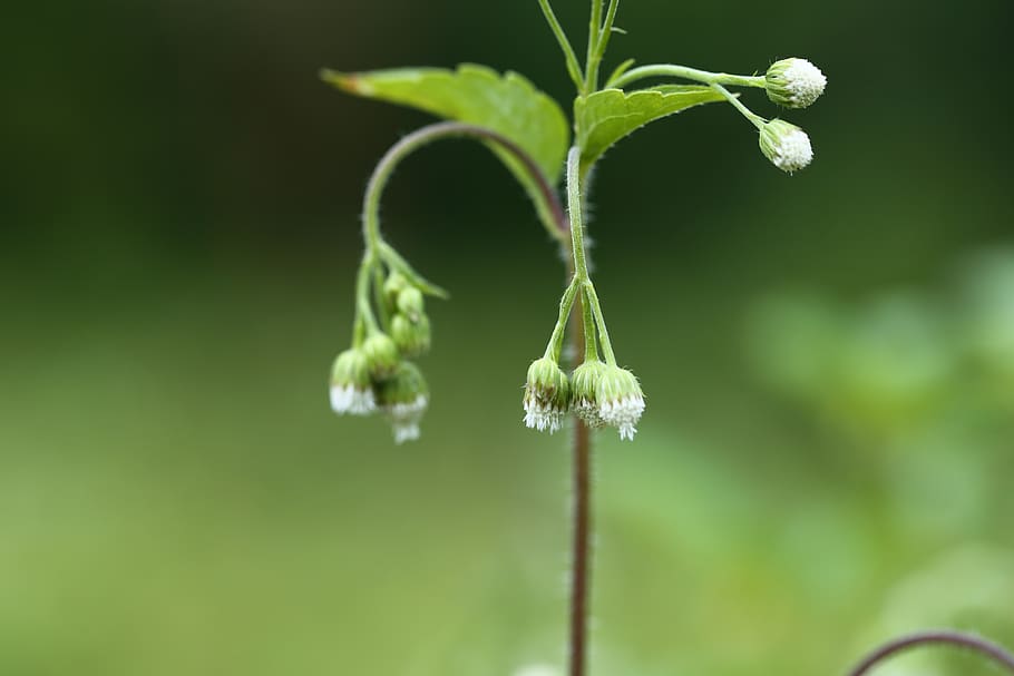 flora, leaf, nature, growth, plant, beauty in nature, close-up HD wallpaper