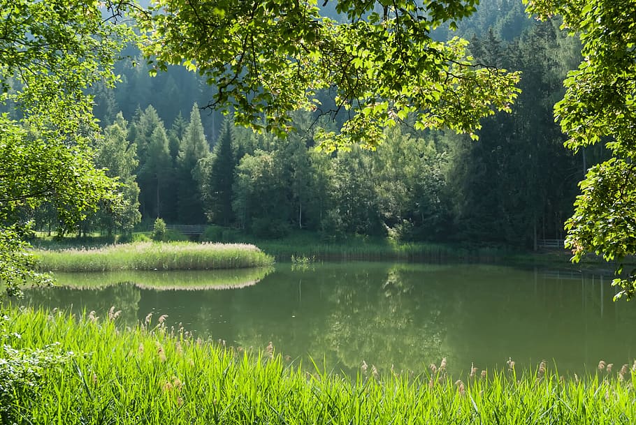 landscape body of water, austria, pond, forest, trees, summer HD wallpaper