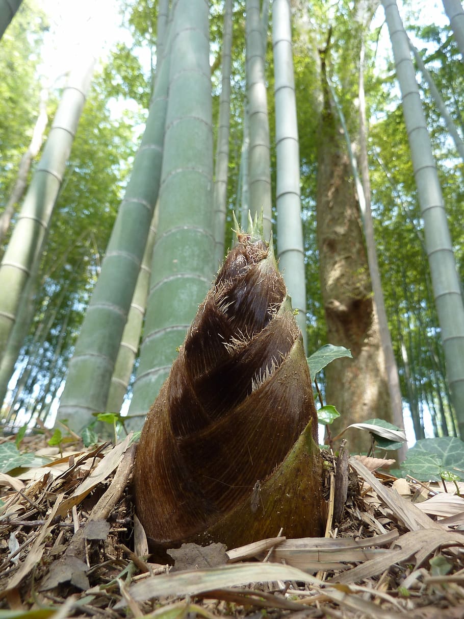 Bamboo, Shoot, Sprout, Japan, Food, forest, nature, tree, outdoors HD wallpaper