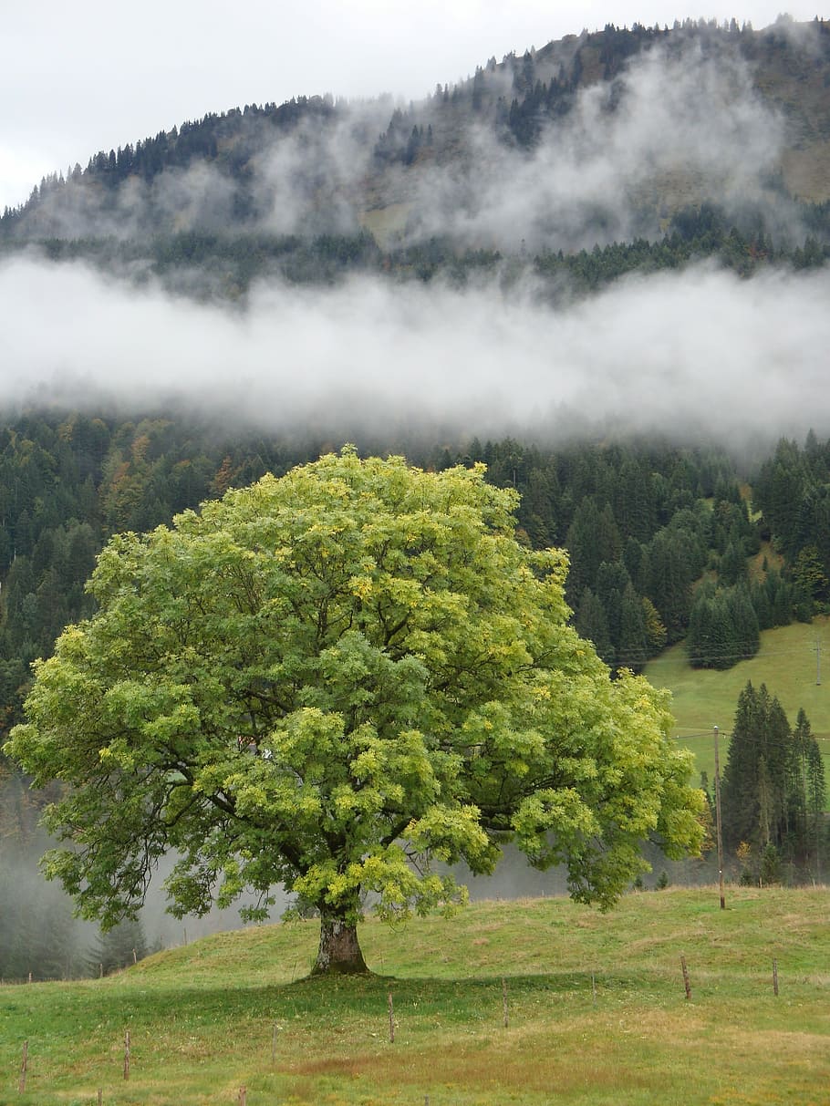 green leafed tree beside mountain, nature, landscape, grass HD wallpaper
