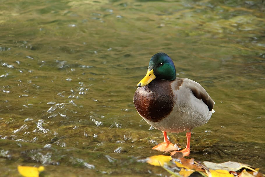 duck, water, animal, bird, mallard Duck, nature, wildlife, lake HD wallpaper