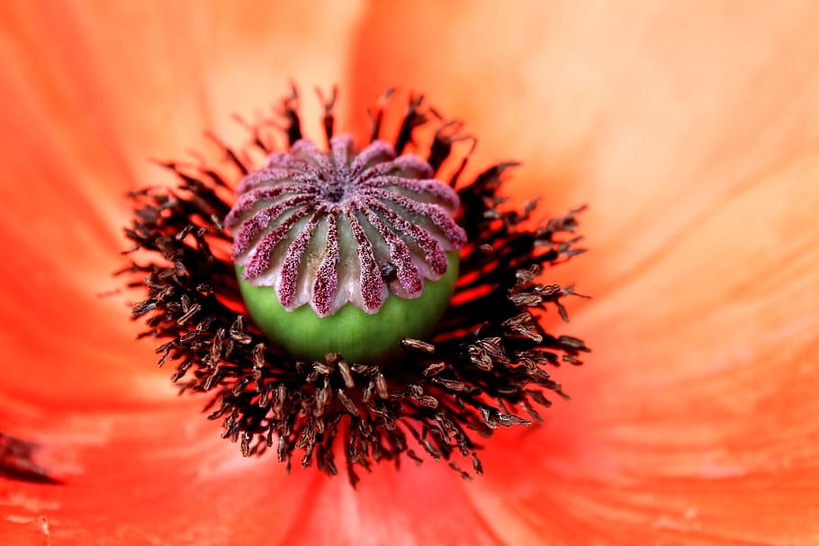 flower, macro, orange, poppy, close-up, beauty in nature, freshness HD wallpaper