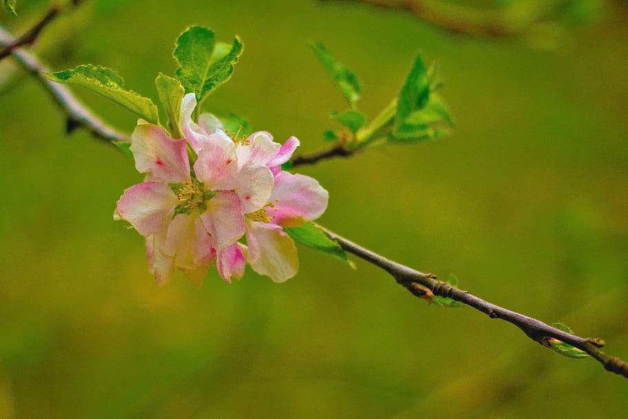 Flower, Pink, Spring, pink flowers, color, colorful, floral HD wallpaper