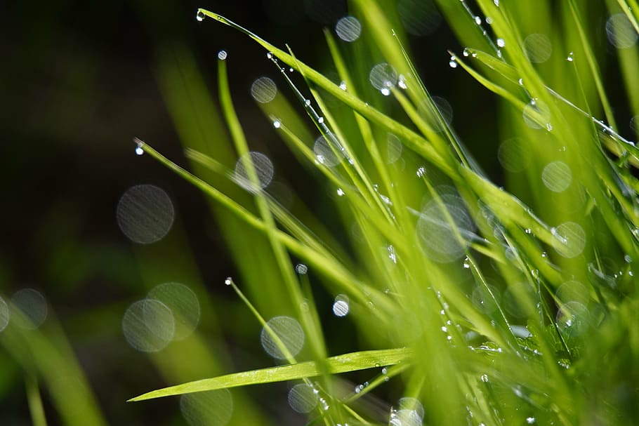 grass, green, drops, nature, prato, dew, spring, mountain, flora HD wallpaper