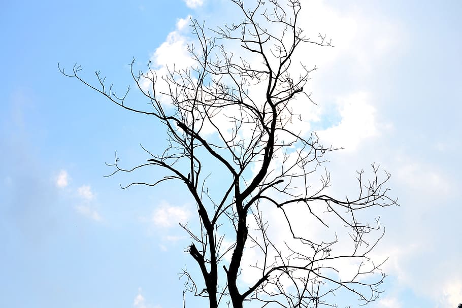 Tree, Nature, Sky, Fall, Forest, Outdoor, environment, autumn HD wallpaper