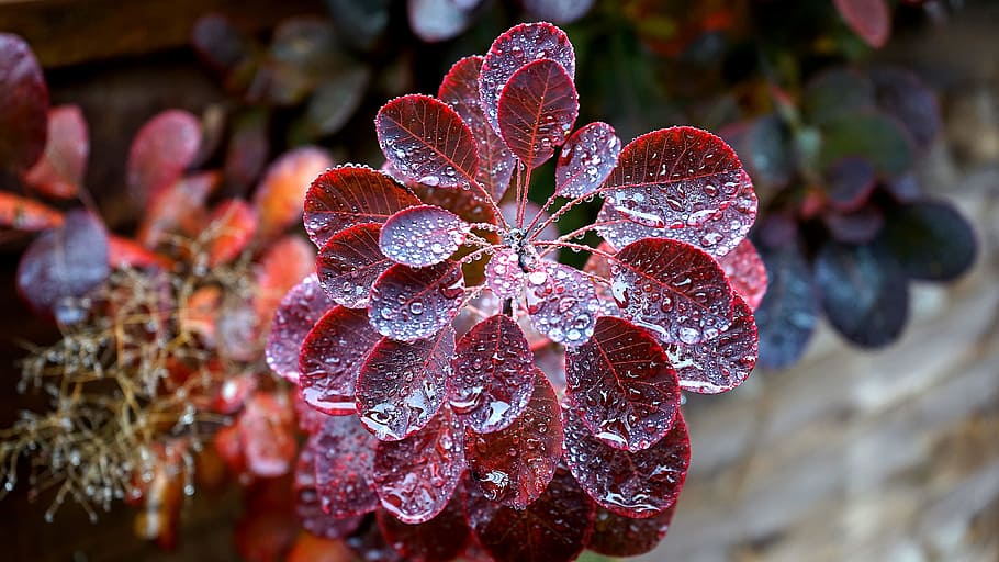 nature, plant, blur, leaves, close-up, dew, dewdrops, focus, growth HD wallpaper