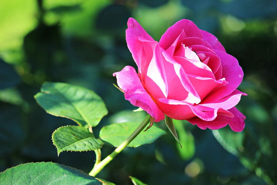 Rose, Pink, Pink, Blossom, bloom, rose bloom, rose blooms, nature HD wallpaper