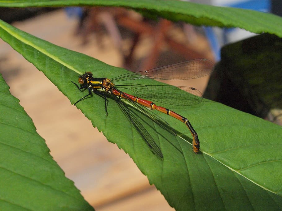 dragonfly, insect, freshly hatched, dry, invertebrate, animal themes HD wallpaper