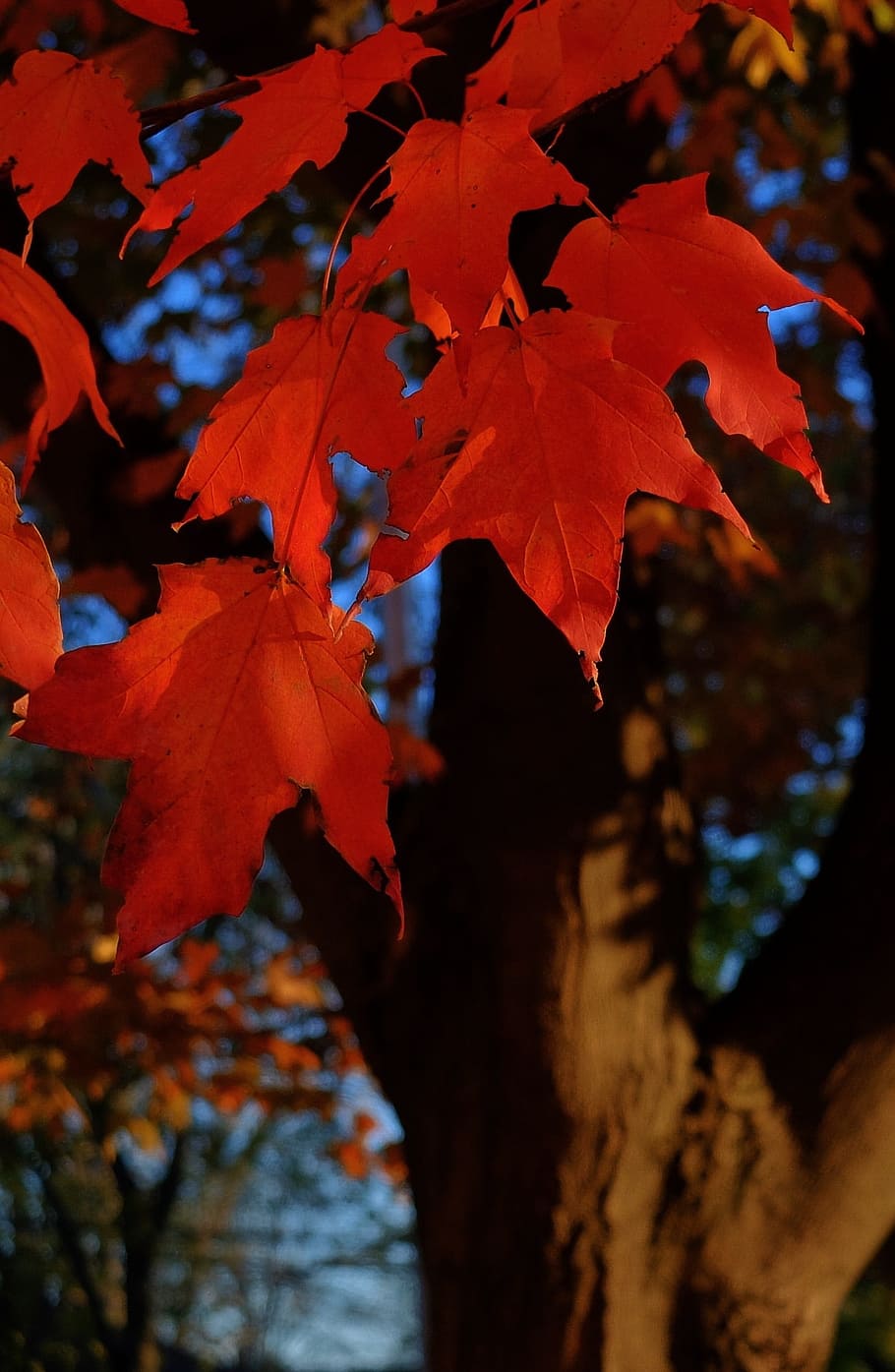 fall leaves, autumn, fall leaves background, season, nature HD wallpaper
