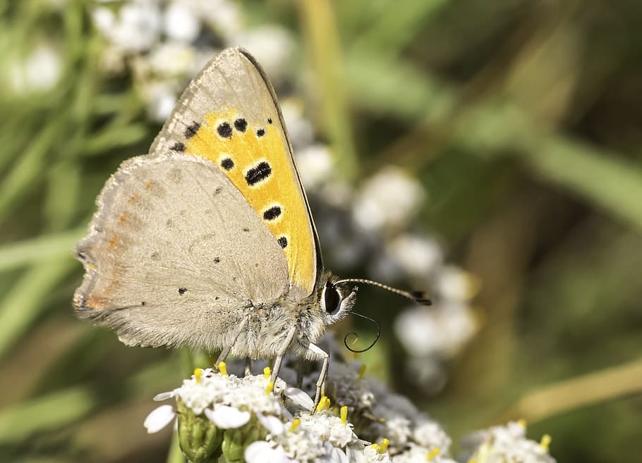macro, insect, butterfly, invertebrate, animal themes, flower HD wallpaper